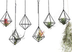 Air Plants Hanging Holders Indoor Small Metal Airplants Rack Hanger Himmeli Geometric Planter Tillandsia Air Ferns Display with Chains 6 Pcs Black Diamond Shape …