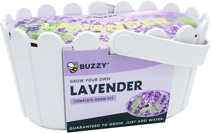 BUZZY Seeds Grow Your Own Lavender Basket – Indoor Flower Grow Kit with Growing Medium, Easy Instructions, Decorative White Basket – Ideal Gardening Gift for Beginners Plant Lovers DIY