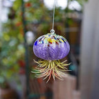 H&D HYALINE & DORA Hanging Hand Blown Art Glass Jellyfish Air Planter Terrarium Decor for Garden Porch Windowsill (No Plants)