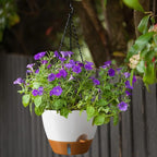 ZMTECH 12 Inch Hanging Planters for Indoor Outdoor Plants, 2 Pack Self Watering Hanging Plant Pots with Drainage Hole, Visual Reservoir, Plastic Flower Hanging Pots with Watering Lip (White)