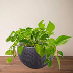 Vencer 11 Inch Round Resin Rattan Hanging Planters,Self Watering Hanging Basket for Indoor Outdoor Plants,Hanging Flower Pots with Drain Hole and Metal Chain,Water Indicator,Grey,VF-A15-G