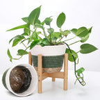 Remerry Plant Basket with Stand, Cotton Rope and Wicker Plants Baskets Indoor with Plastic Liner and Stand, Green White Woven Flower Pot for Indoor Home Living Room Floor Potted Decor(12inch)