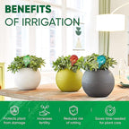 Plant Watering Globes Set of 8 - Large Self Watering Globes for Indoor & Outdoor Plants - Multicolored, Automatic, Glass Watering Bulbs for Daily Use, Plant Watering Devices