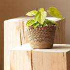 Jute Rope Plant Basket Indoor Modern Woven Flower Pot Basket Seagrass Storage Organizer Planter Rustic Decorative Plant Containers Cover Laundry Bin for Porch Living Room Entryway (7.87×7.87×6.29Inch)