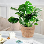 3 PCS Plant Baskets Indoor with Plastic Liner, Water Hyacinth Woven Planters Flower Basket, Planter Basket for Rustic Boho Home Farmhouse Floor Potted Pots Decor