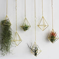 Air Plants Live Holders 6 Pcs Glod Diamond Hanging Planter Small Air Plant Holders Unique with Chains Air Ferns Tillandsia Display for Indoor