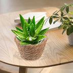 Veemoon 2pcs Wicker Planter Basket, Rustic Straw Woven Flower Basket Arrangement Flower for Plants Laundry Bin Storage Woven Plant Pot Hanging Seaweed Girl Toddler Hanging Seaweed 7. 07x7. 07x5. 89in