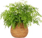 KOUBOO La Jolla Coco Rattan Bowl, Honey-Brown, Large Planter