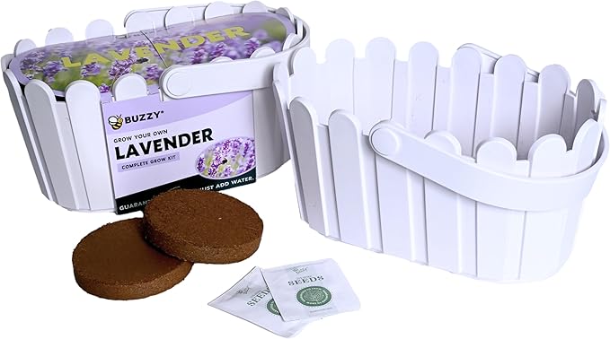 BUZZY Seeds Grow Your Own Lavender Basket – Indoor Flower Grow Kit with Growing Medium, Easy Instructions, Decorative White Basket – Ideal Gardening Gift for Beginners Plant Lovers DIY