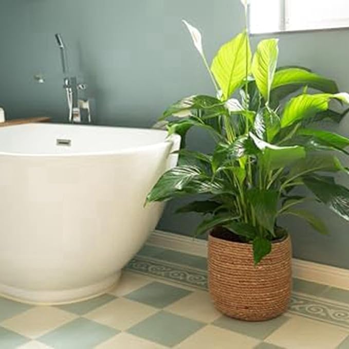 Seagrass Flower Pot - Woven Plant Pot - Decorative Plant Basket with Plastic Film Insert in Boho Style S Easy to Use High Guality
