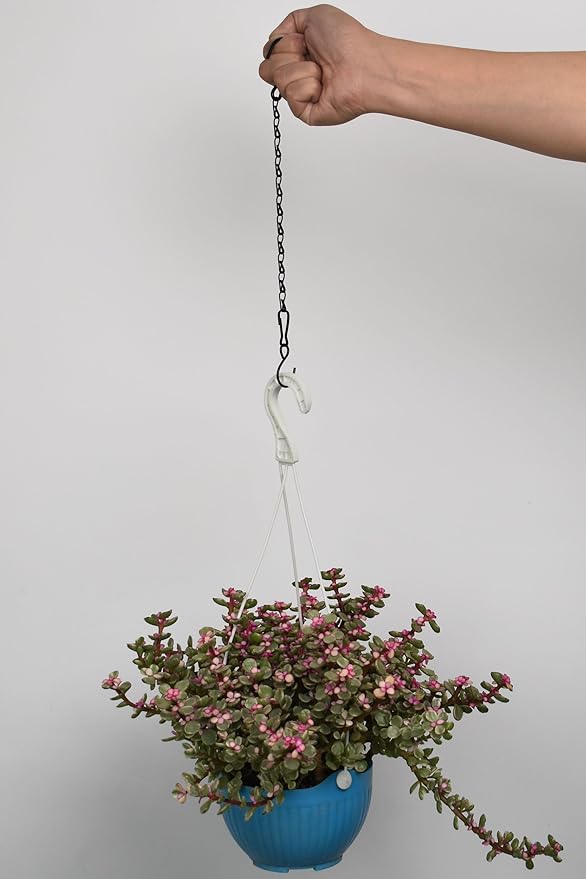 Chain for Hanging Plants,11 Inch Black Hanging Chain, Small Hanging Basket Chain Kits with Hooks for Bird Feeder Hanging Basket Extender Porch Wind Chime (Black, 11 Inch-6PCS)