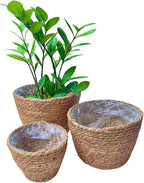 Woven Seagrass Plant Basket Without Handles | Decorative Planter for Small-Space Living or Natural Home Styling | Perfect for Living Room, Balcony, Patio, Kitchen or Gadren (Set of 3)