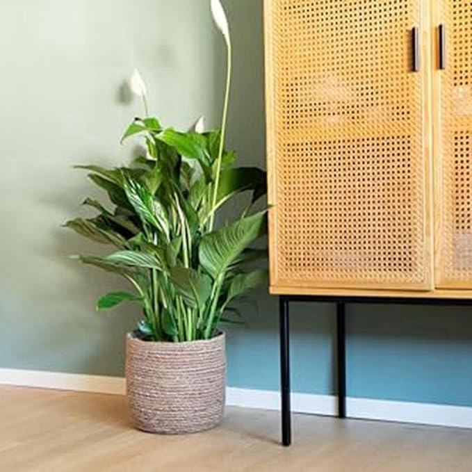 Seagrass Flower Pot - Woven Plant Pot - Decorative Plant Basket with Plastic Film Insert in Boho Style S Easy to Use High Guality
