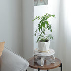 White Wooden Plant Stands Indoor Riser Round Display Stands Farmhouse Display Stool Flower Holder Pedestal Board Pine