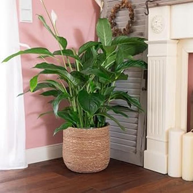 Seagrass Flower Pot - Woven Plant Pot - Decorative Plant Basket with Plastic Film Insert in Boho Style S Easy to Use High Guality
