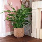Seagrass Flower Pot - Woven Plant Pot - Decorative Plant Basket with Plastic Film Insert in Boho Style S Easy to Use High Guality