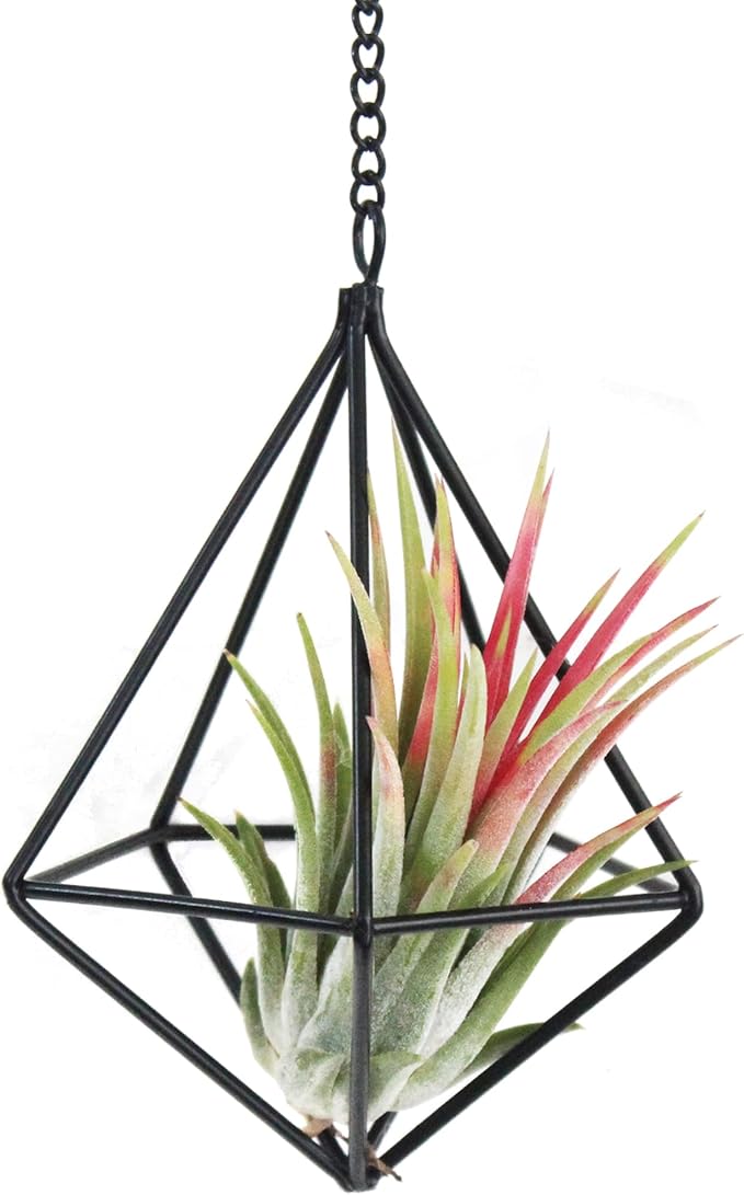 Air Plants Hanging Holders Indoor Small Metal Airplants Rack Hanger Himmeli Geometric Planter Tillandsia Air Ferns Display with Chains 6 Pcs Black Diamond Shape …