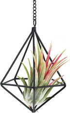 Air Plants Hanging Holders Indoor Small Metal Airplants Rack Hanger Himmeli Geometric Planter Tillandsia Air Ferns Display with Chains 6 Pcs Black Diamond Shape …