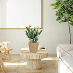 Straw Woven Plant Basket : Planter Basket with Plastic Liner Flower Pots for Home Balcony Farmhouse, 8.65X8.65X8.25in