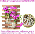 ShopLaLa Wall Planter – Wooden Air Plant Succulent Holder Hanger Indoor Outdoor, Live Orchid Wall Wood Display Frame Vertical Garden Balcony Deck Bathroom Macetas para Plantas De Aire 15.7" (40cm)