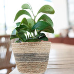 2PCS Plant Baskets Indoor with Liner Rattan Pots Planter Baskets Seagrass Indoor Planter Wicker Planters for and Outdoor Plants