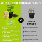 TickleMe Plant Seeds (2 Pack) – Grow the Touch-Sensitive Plant that Closes When Touched – Fun Easter Basket Stuffer – Easy Indoor Science Activity for Kids & Adults