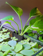 2 Pk Upgraded Aquarium Plant Holder, Hanging Aquarium Plant Holder with Clip, Suitable for Fish Tank Plant Potting, Aquarium Decoration