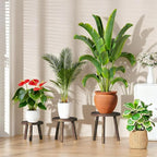 3 Pack Plant Stand Indoor Outdoor Mid-Century Modern Plant Stool Wooden Plant Pot Holder Home Decor for Gardening Living Room,Balcony,Office (Heavy Burnt Color, 3 Pack)