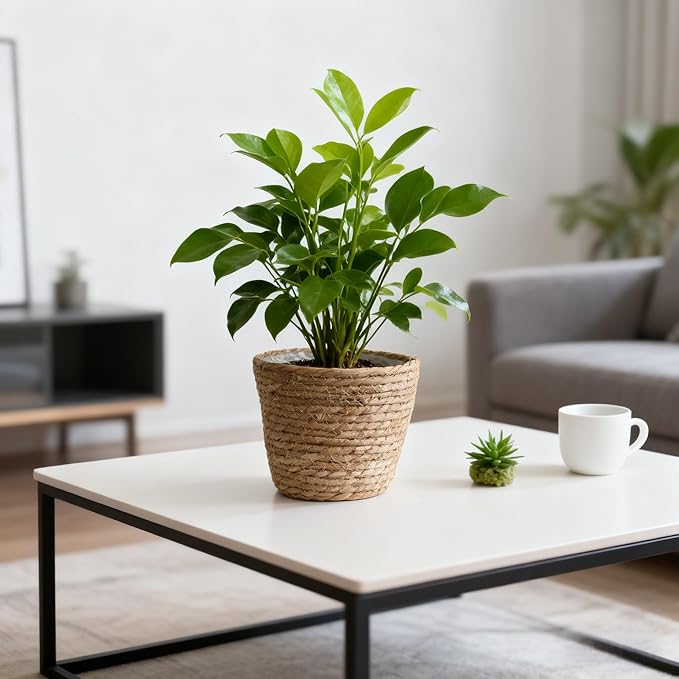 Seagrass Planter Basket Set With Plastic Lining Woven Storage Basket 7x6 In Indoor And Outdoor Plant Flowerpot Baskets Are Very Suitable For Flowerpot Covers. Natural Plant Containers (Large-size)