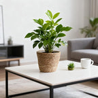 Seagrass Planter Basket Set With Plastic Lining Woven Storage Basket 7x6 In Indoor And Outdoor Plant Flowerpot Baskets Are Very Suitable For Flowerpot Covers. Natural Plant Containers (Small)