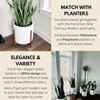 Fox & Fern Mid Century Plant Stand — 14.9 Inch Fixed Size Wooden Plant Stand for Indoor Planters (Not Included) - Extra Large Flower Pot Holder for Indoor Big Pots - Plug In Design - Acacia
