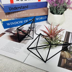 Tillandsia Air Plant Holder Black Geometric Hanging Air Plant Holders Unique for Wall Decor Xerographica Air Plant Hanger for Indoor Decor Himmeli Geometric Decor (5Pcs)