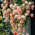 150+ Weeping Begonia Seeds | Cascading Hanging Flowers | Ornamental Garden & Basket Plant Seeds for Garden Outdoor Indoor