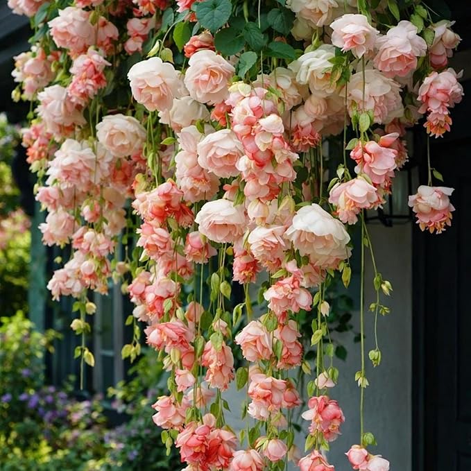 150+ Weeping Begonia Seeds | Cascading Hanging Flowers | Ornamental Garden & Basket Plant Seeds for Garden Outdoor Indoor