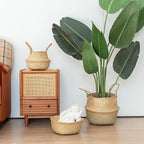 Seagrass Plant Basket with Handles Set of 3 - Woven Belly Basket Planter with Liner for Indoor Plants, Olive Tree, Monstera, Snake Plant, Faux Tree, 8" 9" 10" 12 Inch Pots, Boho Floor Basket