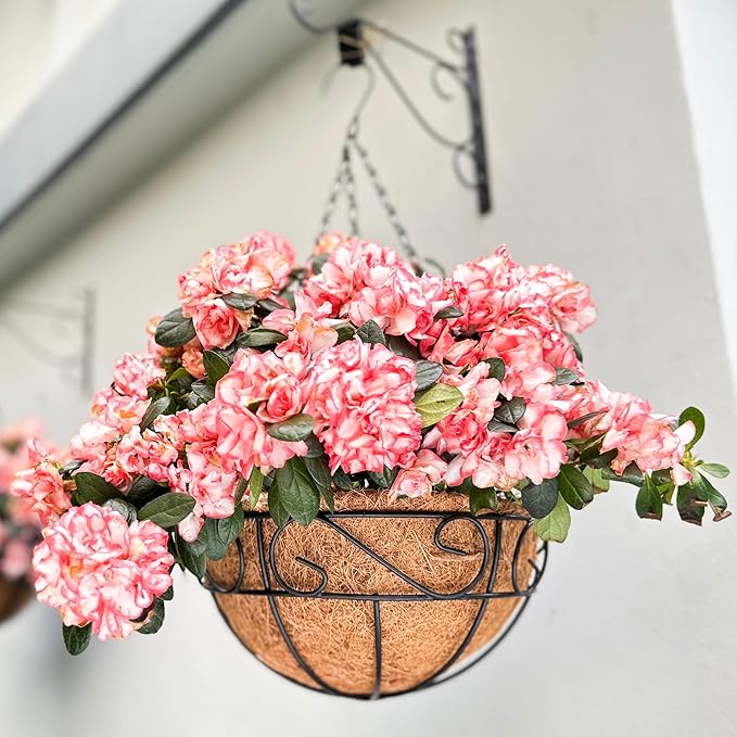 LaLaGreen Hanging Planter for Outdoor Plants (10 Inch, 6 Pack) Hanging Baskets with Coco Liner, Black Metal Wire Flower Basket Pots with Hook Hanger Balcony Porch Farmhouse Country Style Garden Decor