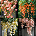 150+ Weeping Begonia Seeds | Cascading Hanging Flowers | Ornamental Garden & Basket Plant Seeds for Garden Outdoor Indoor