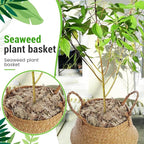 Large Wicker Plant Basket with Handle 10 Inch Woven Seagrass Belly Basket and Artificial Moss for House Plants Picnic Grocery Laundry Storage Home Decor(Large,Original,1 Pack)