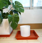 Square Plant Saucer 12 Inch 5 Pack, Plant Stand Plant Trays for Pots Heavy Duty Plastic Plant Saucers for Indoors Outdoors, Flower Pot No Holes Terracotta Plant Lover Gardening Gifts