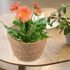 Veemoon 2pcs Wicker Planter Basket, Rustic Straw Woven Flower Basket Arrangement Flower for Plants Laundry Bin Storage Woven Plant Pot Hanging Seaweed Girl Toddler Hanging Seaweed 10. 41x10. 41x7.