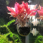 2 PCS Aquarium Plant Holder Top Hanging Fish Tank Plant Pot Aquarium Planter Cups for Water Feature Decoration