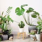Wood 7.5" x 9.8" Plant Stand Indoor Outdoor, Wooden Single Floor Plant Pot Holder, Natural Plant Stand, Assembly Required (Excluding Potted Plants)