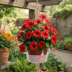 Curtis Wagner Plastics Hanging Basket Drip Pans (5-Pack) | Clear, Round (Diameter = 9" Base, 12" Top, 3.75" Depth) Hanging Plant Tray Saucer with Built-in Hooks & Water Catcher for Indoor & Outdoor