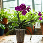 Clear Plastic Orchid Pot – 4" or 5" Diameter Air Column Flower Planter for Phalaenopsis, Breathable Root-Control with Drainage Holes (Random Size Surprise (10-Pack))