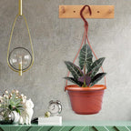 VIDELLY 4 Pieces Plastic Hanging Planters, 5.9 in Dia x 3.54 in H, Flower Plant Basket Pots Chain Holder Garden Decoration for Indoor and Outdoor Use, Beige White & Red