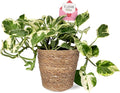 Green Circle Growers 5" Pothos Plant – Love You Edition in Seagrass Basket Pot, Live Indoor Houseplant