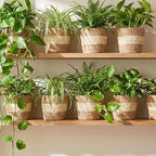 12 Pcs Seagrass Plant Basket with Plastic Liners Woven Stylish Planter Baskets Bulk Indoor Outdoor Plants Woven Wicker Baskets for Flower Pots Cover and Room Decor Small (Small,Bohemian)