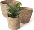 simarro 3 Pack Seagrass Planter Basket, 3 Sizes Stylish Plant Containers Flower Pots with Plastic Lining Woven Baskets for Plants Indoor and Outdoor