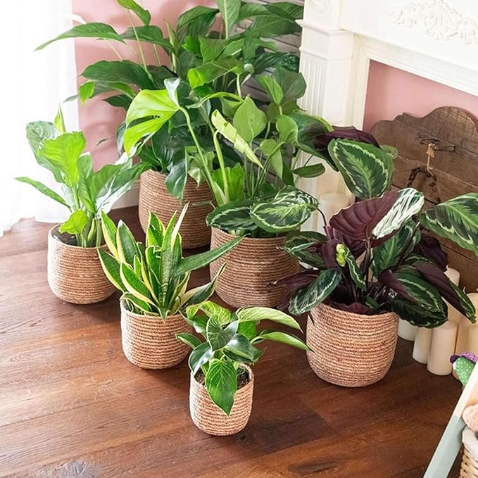 Seagrass Flower Pot - Woven Plant Pot - Decorative Plant Basket with Plastic Film Insert in Boho Style S Easy to Use High Guality