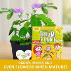 TickleMe Plant Seeds (2 Pack) – Grow the Touch-Sensitive Plant that Closes When Touched – Fun Easter Basket Stuffer – Easy Indoor Science Activity for Kids & Adults